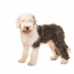 Bobtail o viejo pastor inglés: características y cuidados